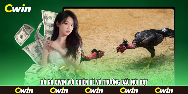 Đá gà Cwin với chiến kê và trường đấu nổi bật Đá gà Cwin với chiến kê và trường đấu nổi bật